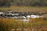 Little Cedar Bayou Nature Trail - La Porte,TX - Jan 01, 2014
