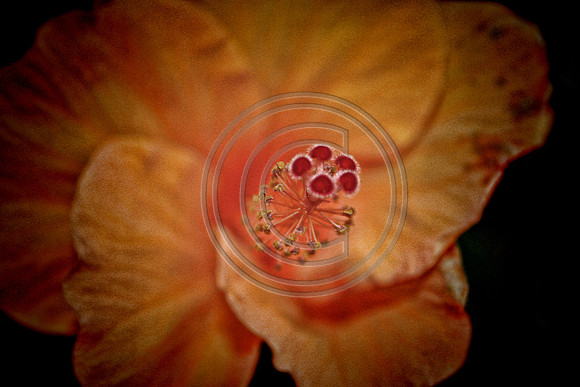 RMFCR-00856TA