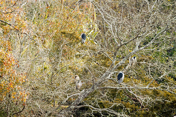 Little Cedar Bayou Nature Trail - La Porte,TX - Jan 01, 2014