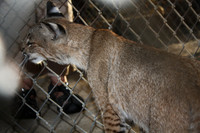 In-Sync Exotics - July 29, 2012
