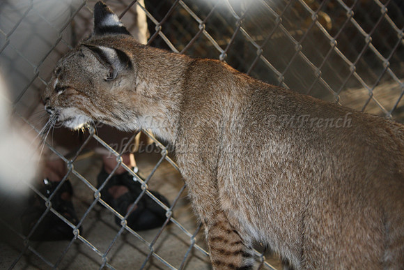 In-Sync Exotics - July 29, 2012