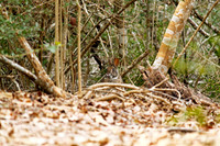 Little Cedar Bayou Nature Trail - La Porte,TX - Jan 01, 2014