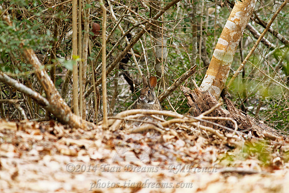 Little Cedar Bayou Nature Trail - La Porte,TX - Jan 01, 2014