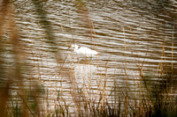 Little Cedar Bayou Nature Trail - La Porte,TX - Jan 01, 2014