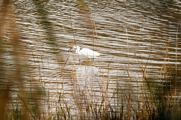 Little Cedar Bayou Nature Trail - La Porte,TX - Jan 01, 2014