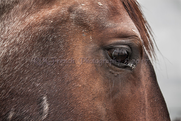 RMFCR2-2014-09-14-IMG-10609-m