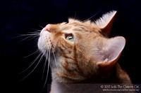 Loki the Camera Cat