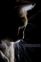 Loki the Camera Cat