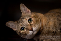 Torbie HHP