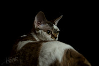 Devon Rex
