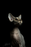 Devon Rex