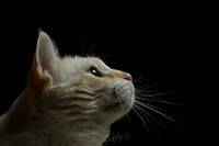 Flame Point - HHP
