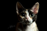 Devon Rex