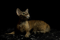 Devon Rex