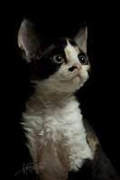 Devon Rex kitten