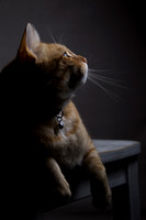 Loki the Camera Cat