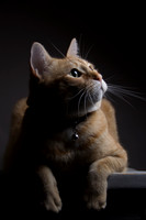 Loki the Camera Cat