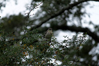 Jan 4, 2014 - San Jacinto Monument Nature Trail
