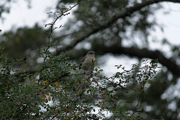 Jan 4, 2014 - San Jacinto Monument Nature Trail