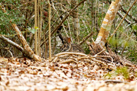 Little Cedar Bayou Nature Trail - La Porte,TX - Jan 01, 2014