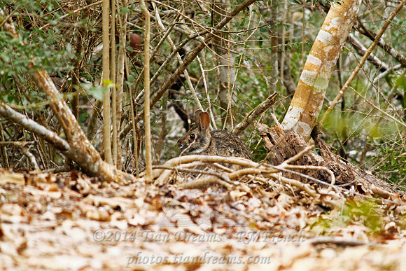 Little Cedar Bayou Nature Trail - La Porte,TX - Jan 01, 2014