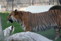 In-Sync Exotics - July 29, 2012