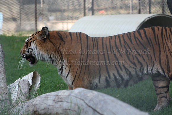 In-Sync Exotics - July 29, 2012