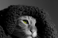 Loki the Camera Cat