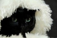 Luna - Black HHP