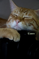 Loki the Camera Cat