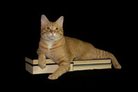 Loki the Camera Cat