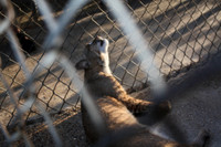 In-Sync Exotics - July 29, 2012