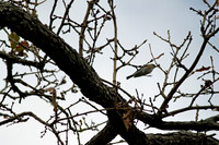 Little Cedar Bayou Nature Trail - La Porte,TX - Jan 01, 2014