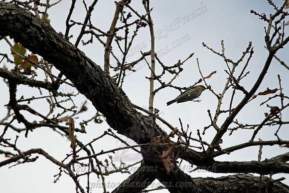 Little Cedar Bayou Nature Trail - La Porte,TX - Jan 01, 2014