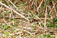 Little Cedar Bayou Nature Trail - La Porte,TX - Jan 01, 2014
