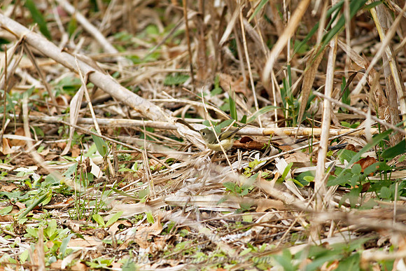 Little Cedar Bayou Nature Trail - La Porte,TX - Jan 01, 2014