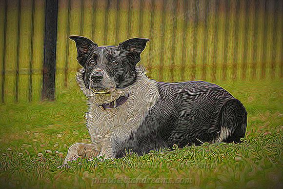 "Glowing" Lark - image: C3-12215 - version 4