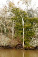Little Cedar Bayou Nature Trail - La Porte,TX - Jan 01, 2014