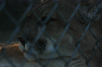 In-Sync Exotics - July 29, 2012