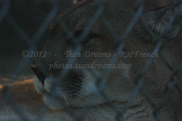 In-Sync Exotics - July 29, 2012