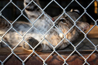 In-Sync Exotics - July 29, 2012