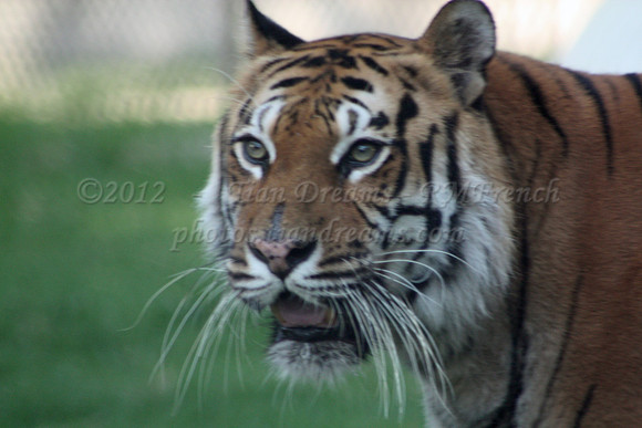 In-Sync Exotics - July 29, 2012