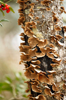 Little Cedar Bayou Nature Trail - La Porte,TX - Jan 01, 2014
