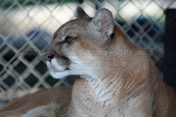 In-Sync Exotics - July 29, 2012