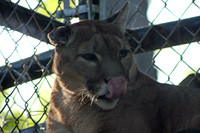 In-Sync Exotics - July 29, 2012