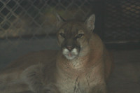 In-Sync Exotics - July 29, 2012