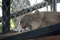 In-Sync Exotics - July 29, 2012