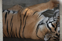 In-Sync Exotics - July 29, 2012