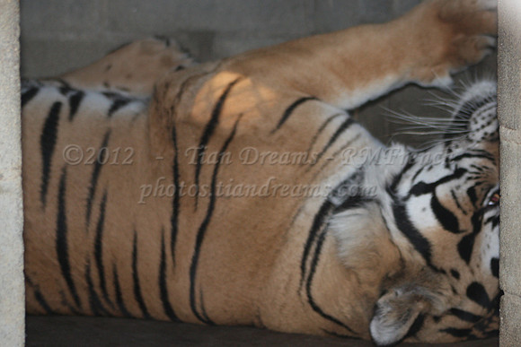 In-Sync Exotics - July 29, 2012
