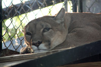 In-Sync Exotics - July 29, 2012